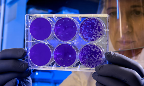 6 well cell culture plate1