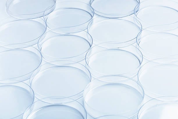 Rows of empty petri dishes